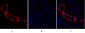 PI 3-kinase p110α Polyclonal Antibody